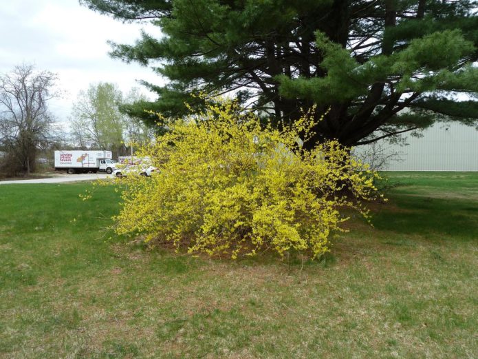 Forsythia hanging