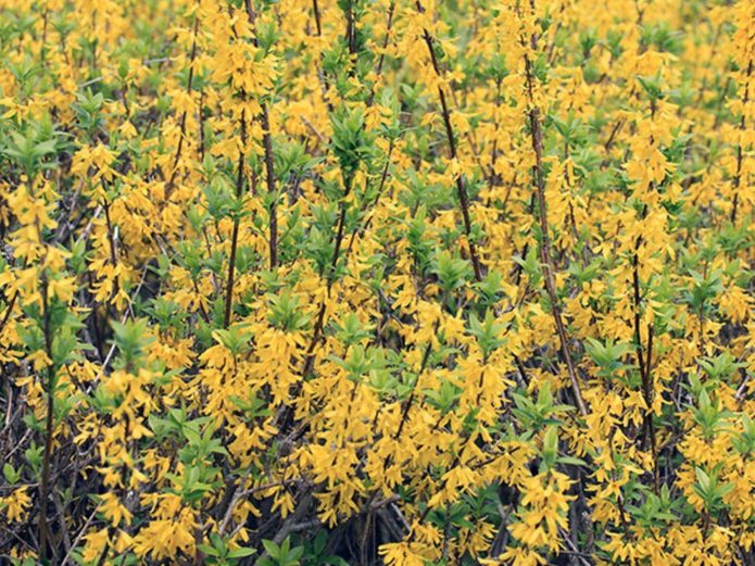 Forsythia dark green