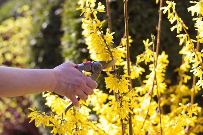 Pruning forsythia in the suburbs