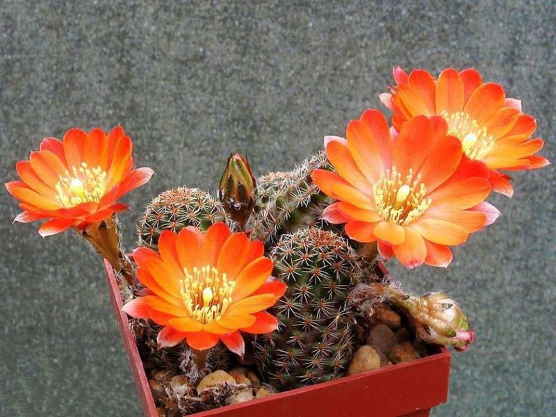 Rebutia cactus: even a beginner can handle