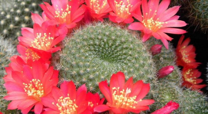 Rebutia is tiny