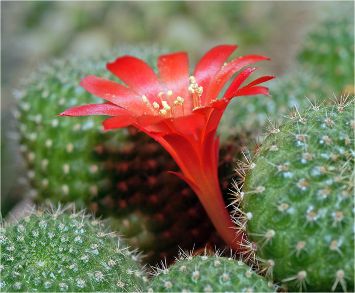 Senile rebutia