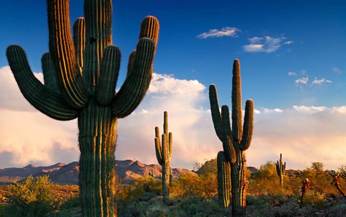 Cereus Californian giant