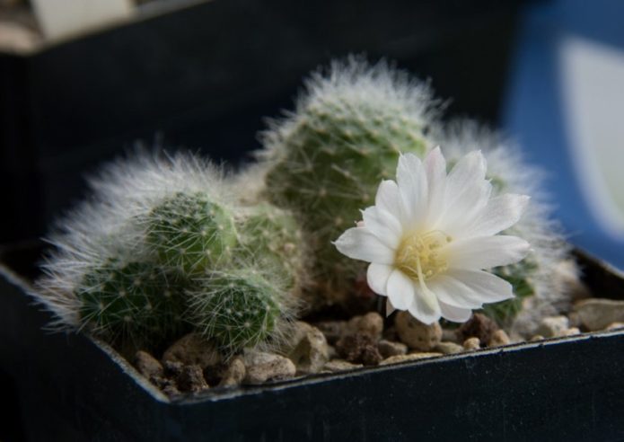 Rebutia with white flower