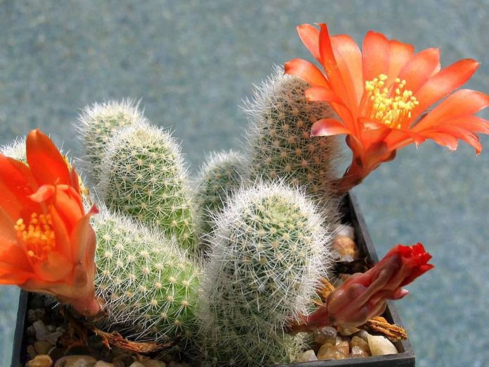 Rebutia with orange flowers