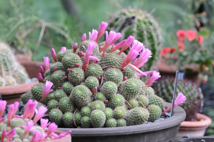 Rebutia cactus with pink flowers