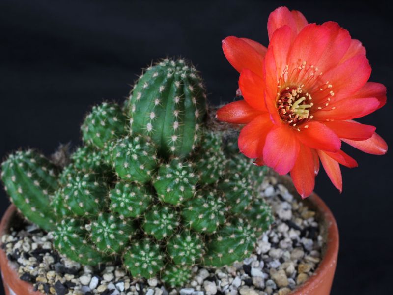 An unusually beautiful flowering cactus echinopsis - a variety of species and home care