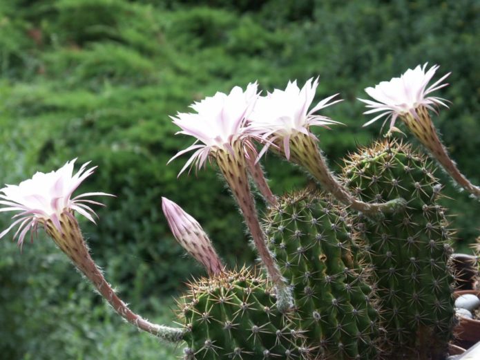 Echinopsis Sharp or Oksigona