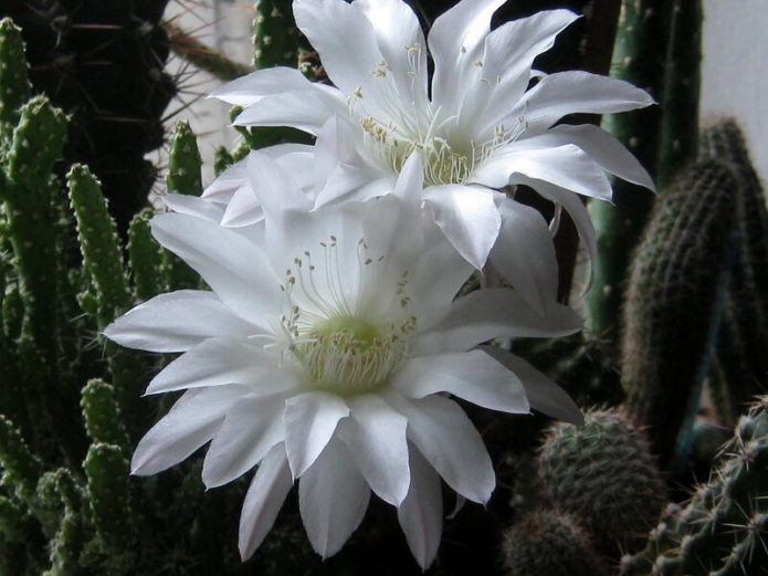 Echinopsis White-flowered