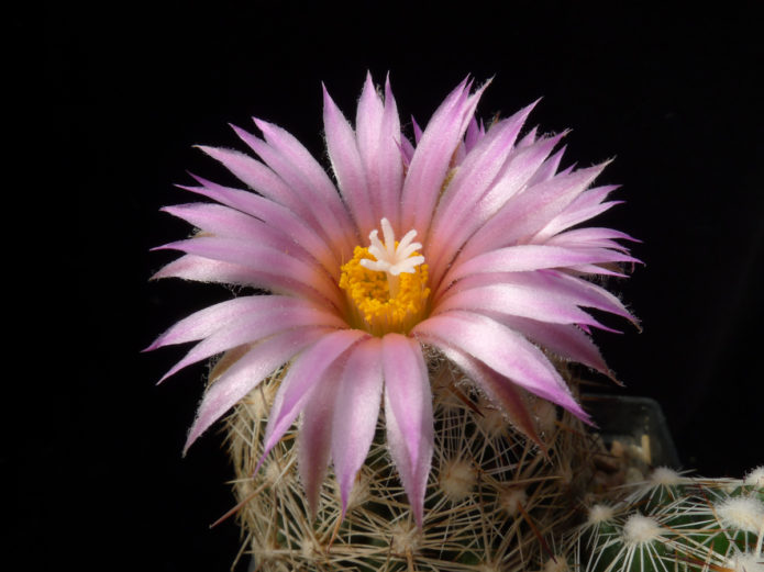 Echinopsis White-flowered