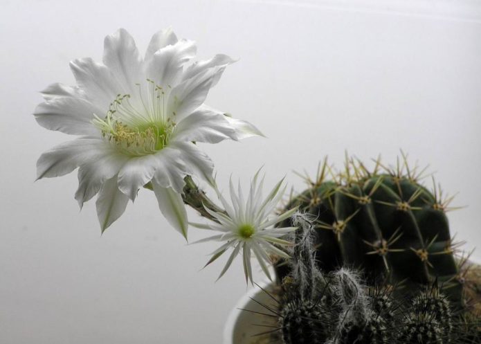 Echinopsis hook-nosed