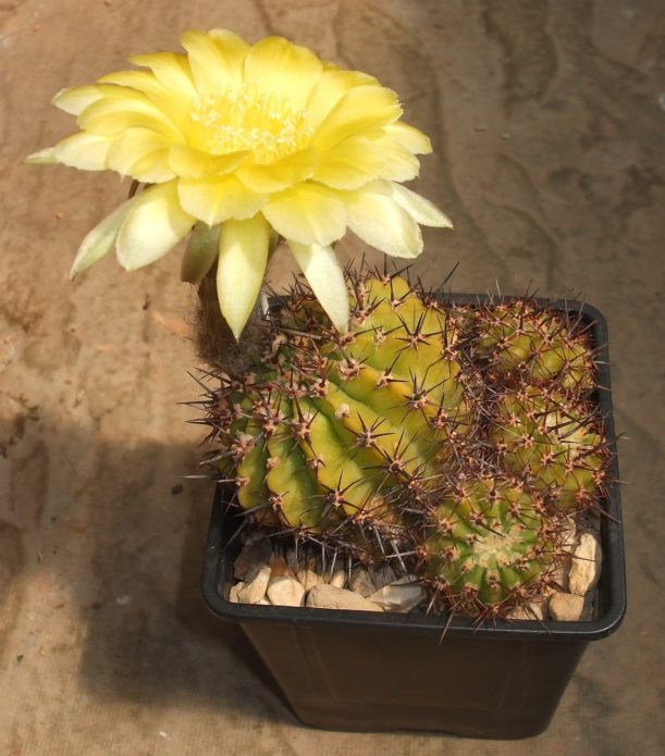 Echinopsis Golden