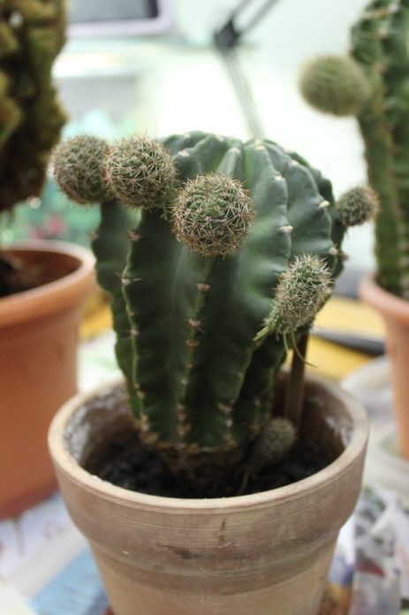 Echinopsis transplant