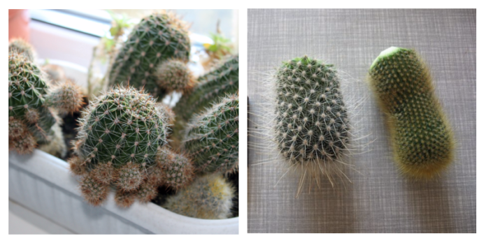 Echinopsis transplant