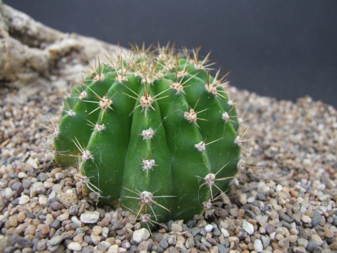 Echinopsis transplant