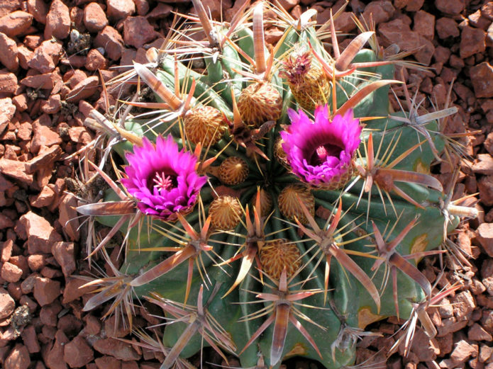 Ferocactus latispinus wide-spined