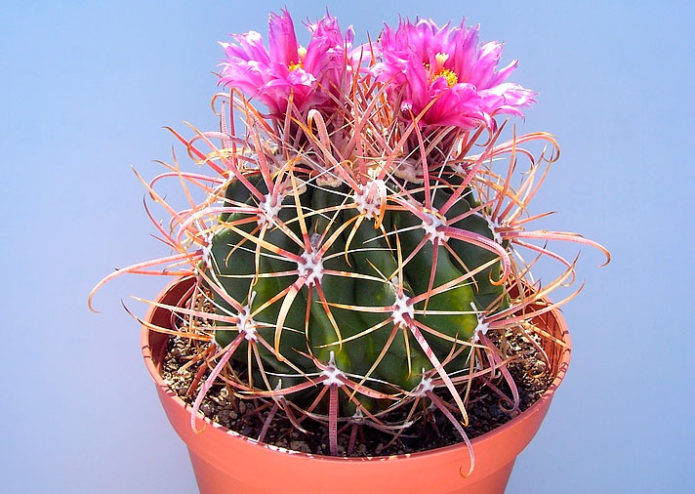 Ferocactus Ford