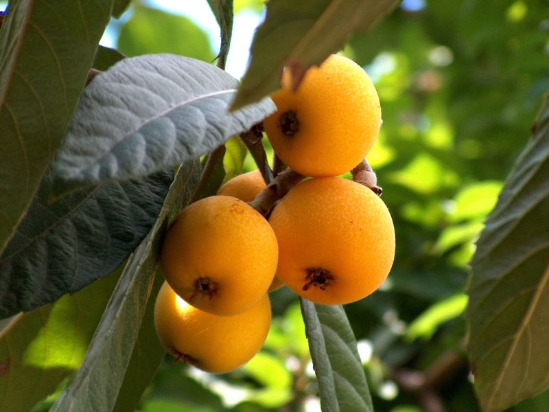 Japanese medlar: an interesting treat in your garden