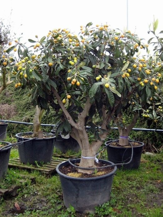 Medlar in a pot