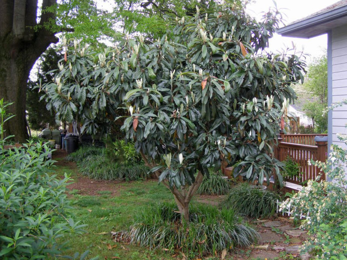 Medlar in landscape design