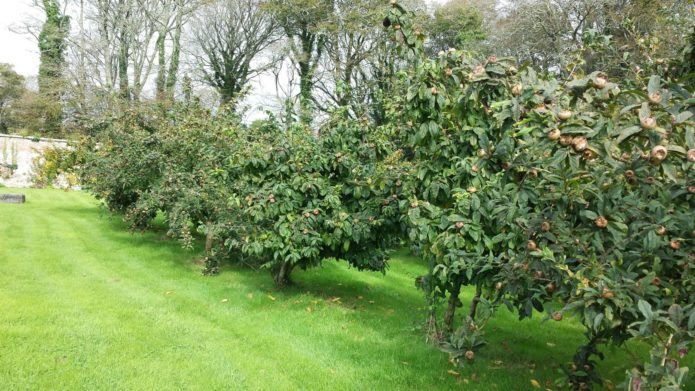 Medlar in landscape design