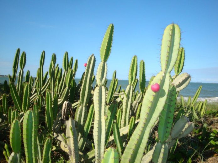 Cereus cactus in nature