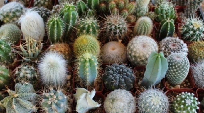 Different types of home cacti