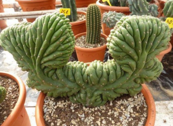 Cereus-shaped monstrose