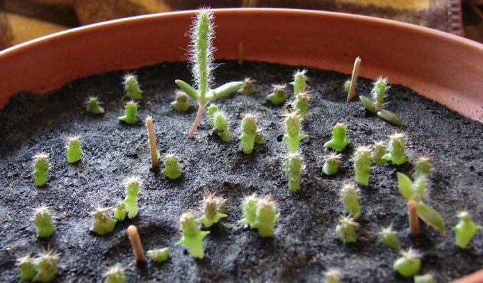 Cereus cuttings in a pot