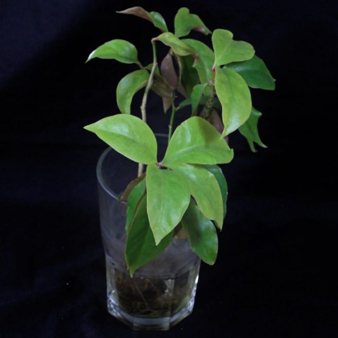 Pereskii cuttings in a glass of water