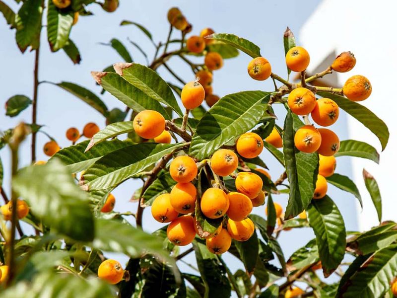 Medlar: a bright overseas guest or a familiar fruit in our gardens?