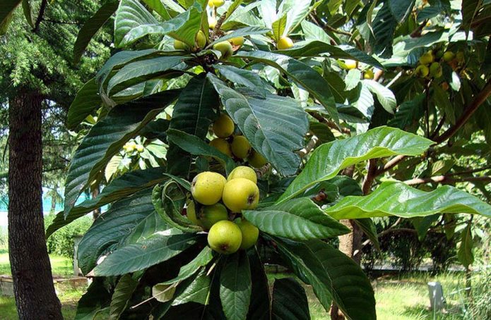 Medlar in the garden