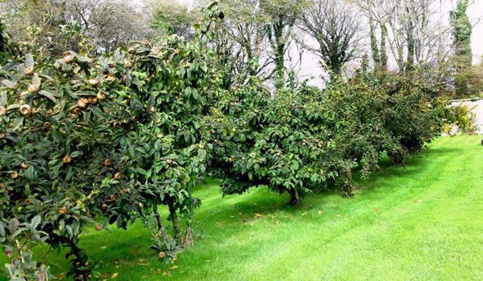 Alleys of medlar