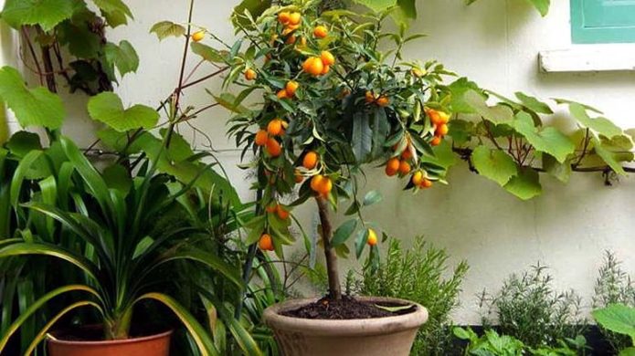 Medlar in a pot