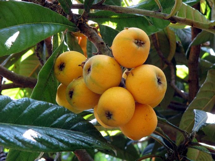 Medlar variety Morozko