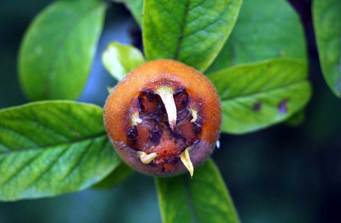 Medlar variety Khvamli