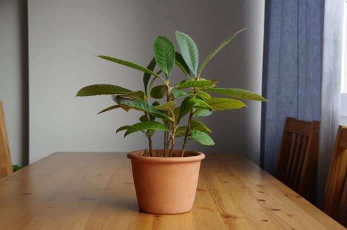 Indoor Japanese medlar