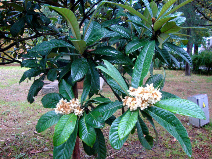 Flowering medlar