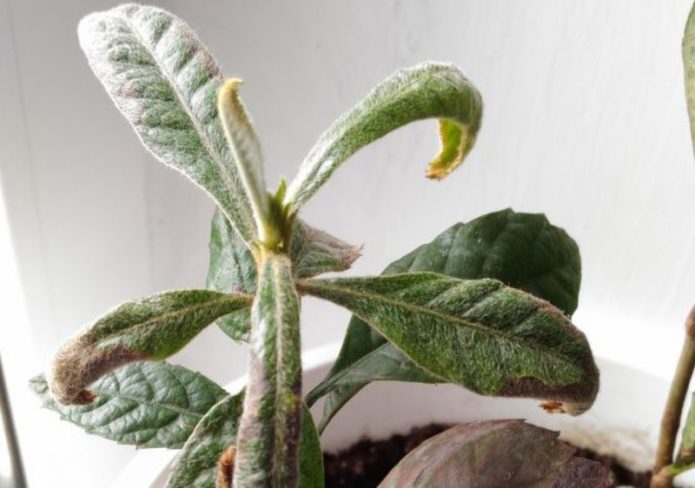 The leaves of the medlar are curled