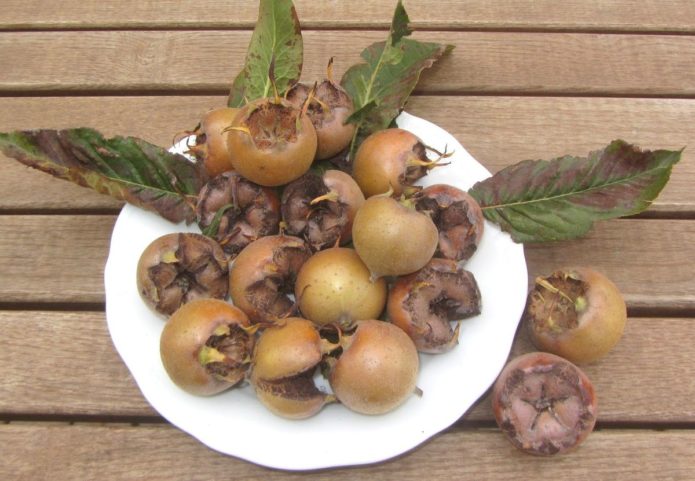 German medlar