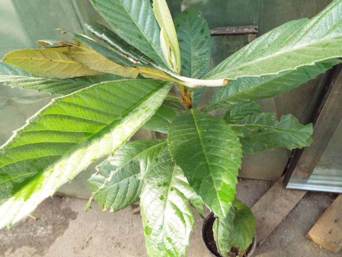 Seedling of Japanese medlar