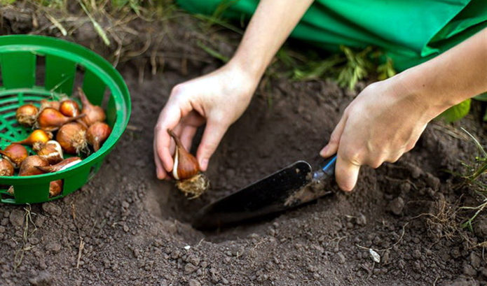 Planting babiana bulbs