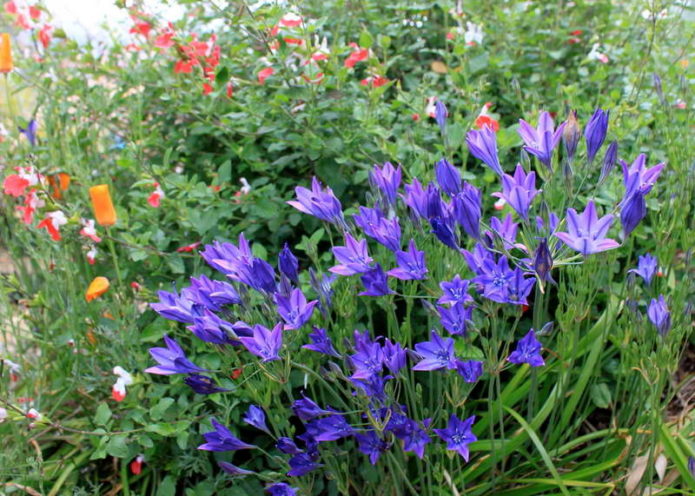 Blue brodieya con fabiola in group planting