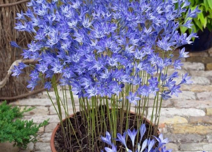 Blue brodiei in a large pot