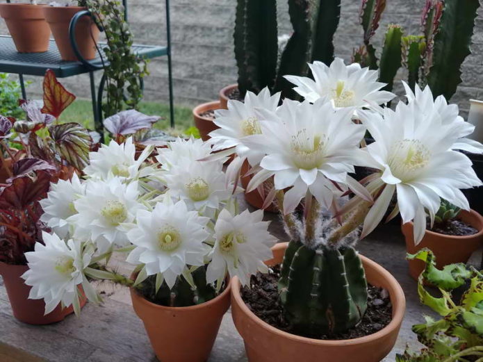 Blooming echinopsis on the window