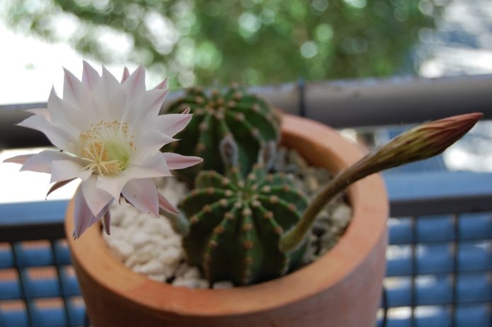 Blooming echinopsis