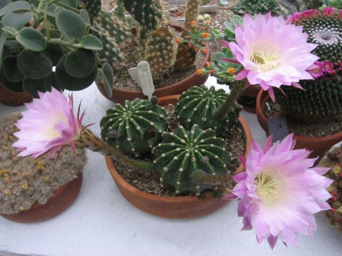 Echinopsis blooming pink