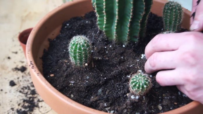 Echinopsis transplant