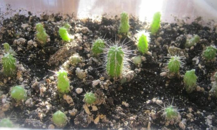 Echinopsis babies in a pot