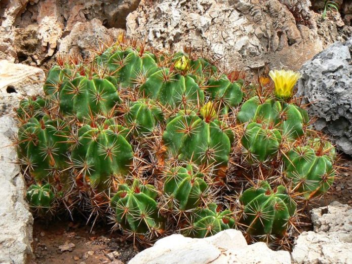 Ferocactus in nature